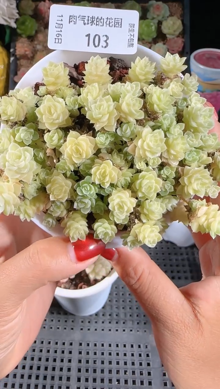 1116-103群生不包整