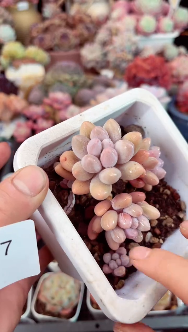 【闪购商品】7487粉色恋人多肉