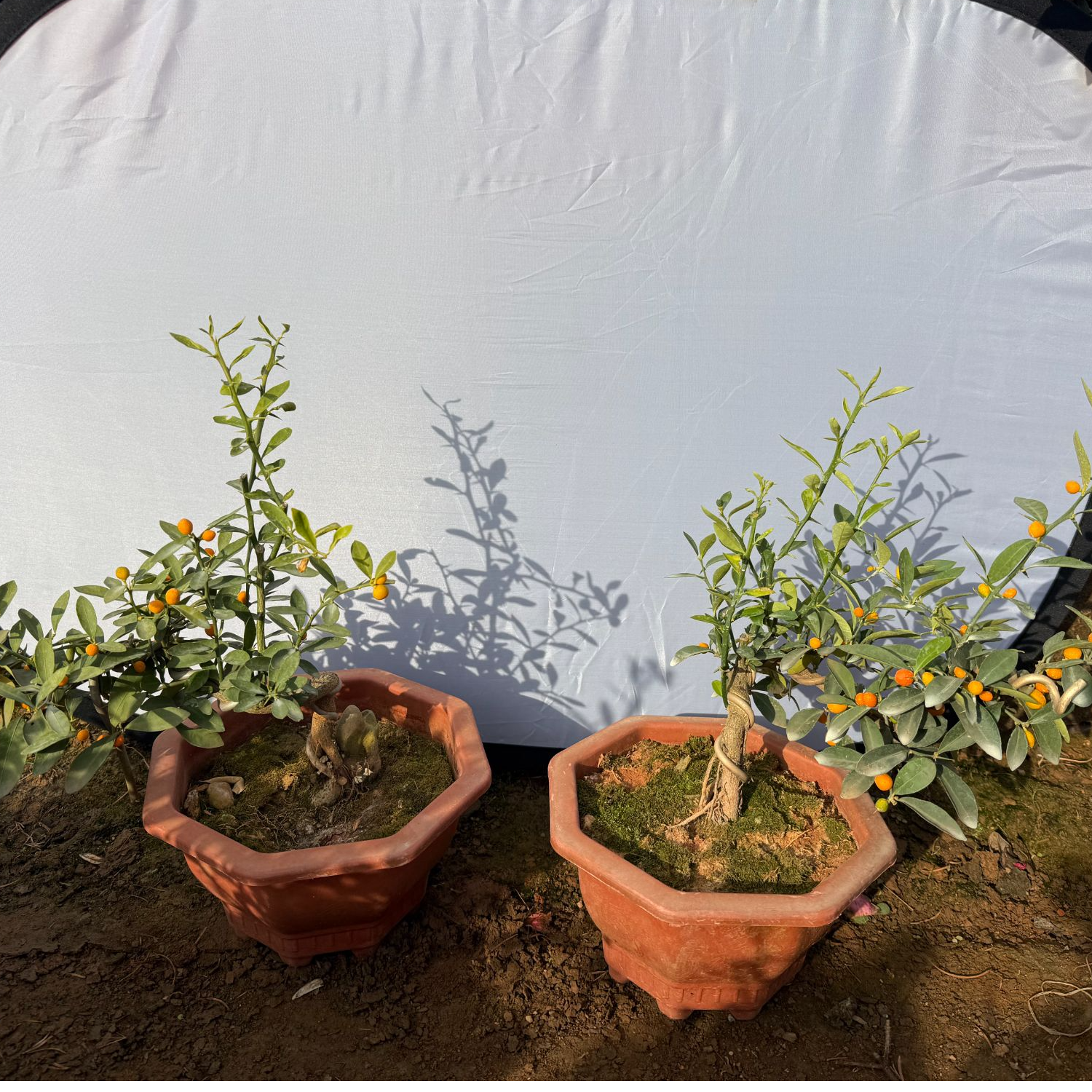 金豆福豆造型绿植盆景