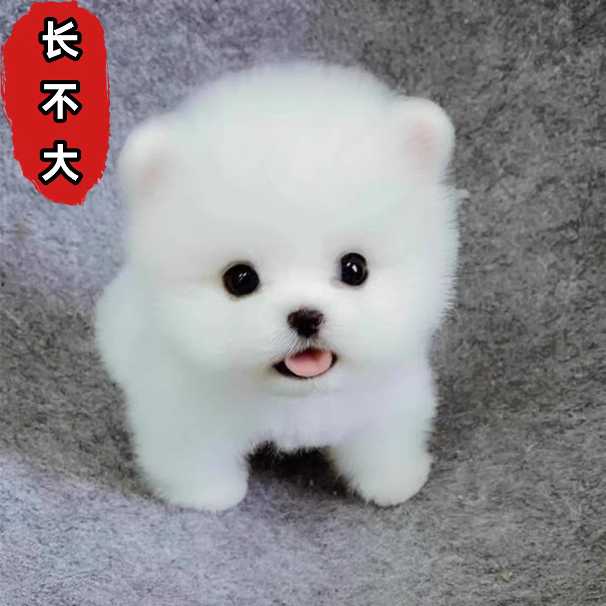 比熊博美柴犬活体狗狗饲养指南
