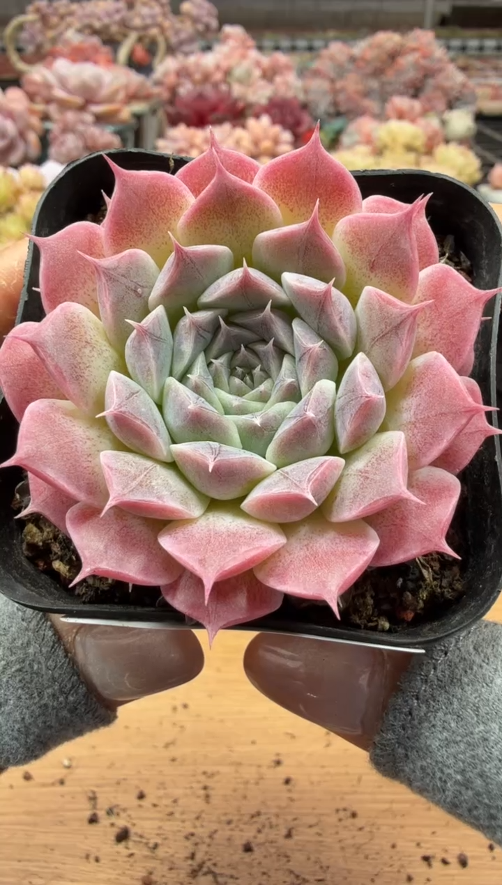 东云多肉园二店-61