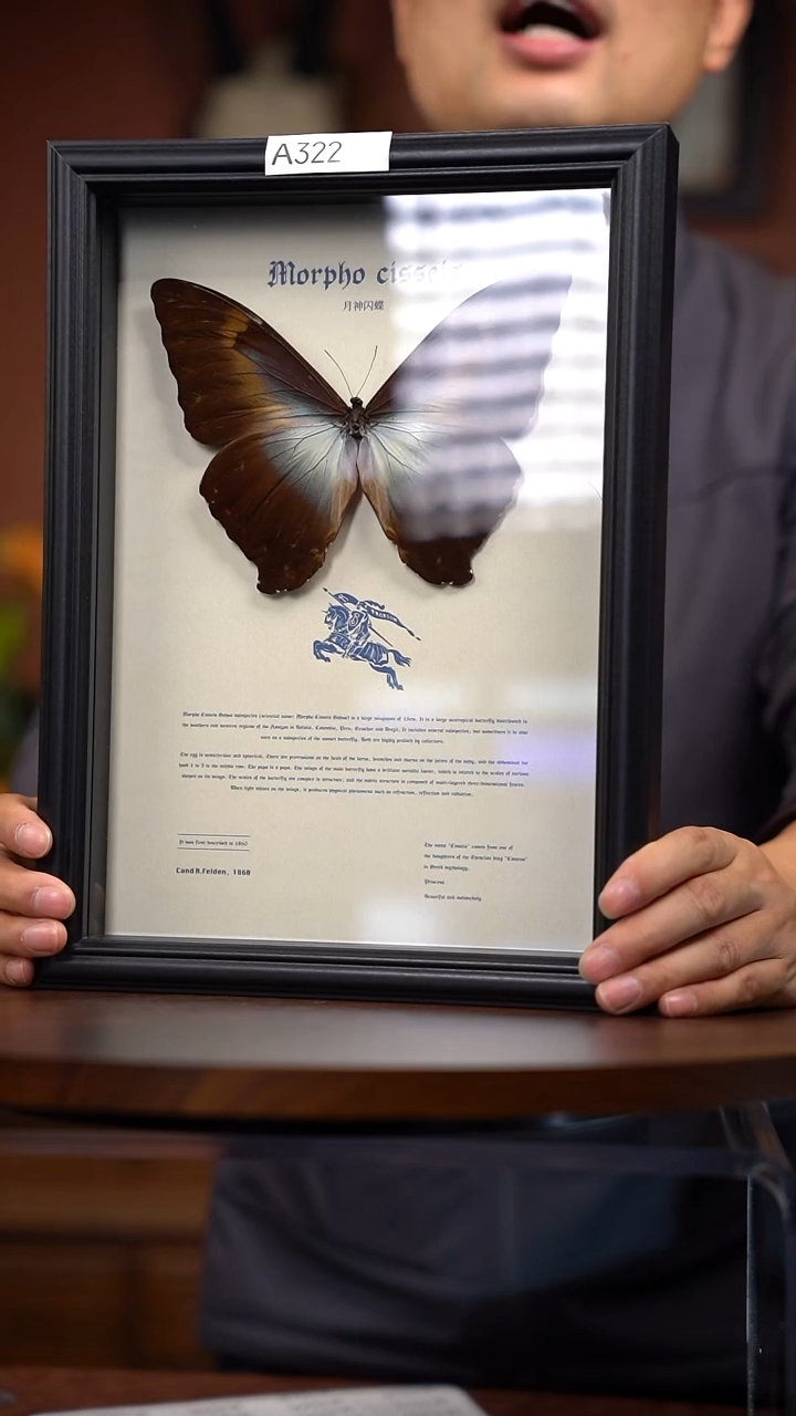 A322月神闪蝶竞拍