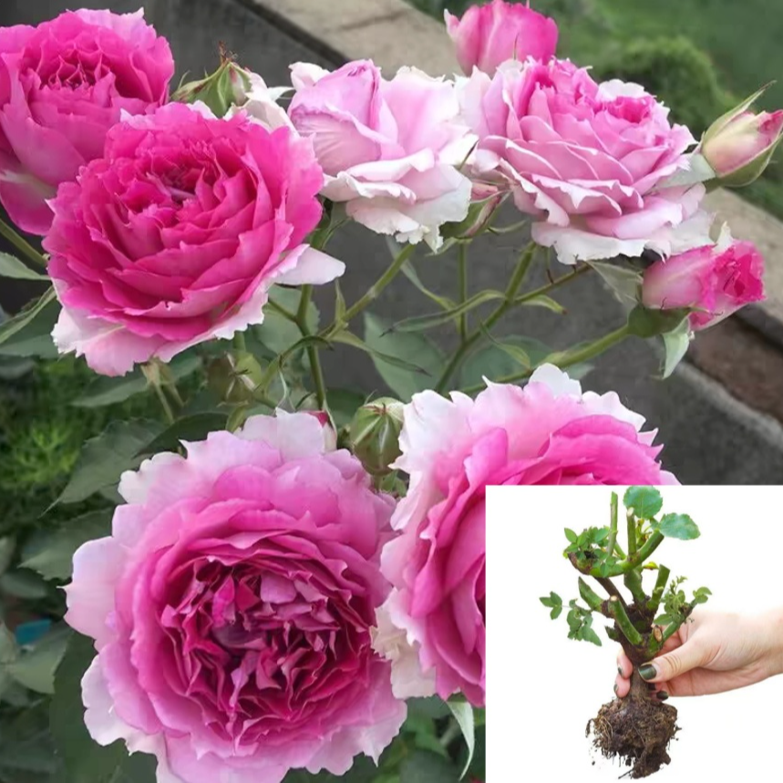 【天方夜谭】云南玫瑰花老桩大苗大花浓香月季盆栽地栽室内室外好养
