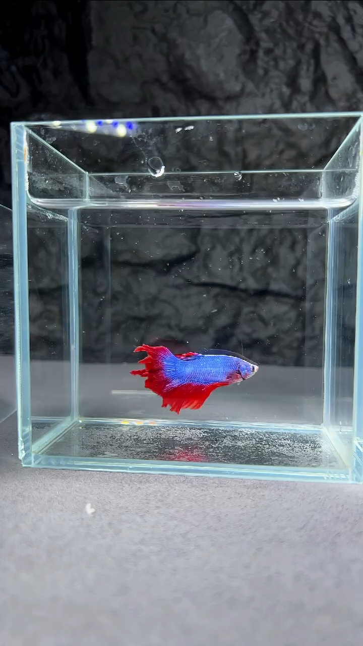 斗鱼竞拍链接094