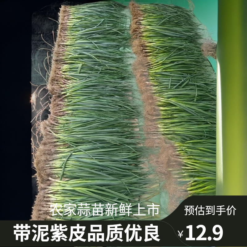 农家自种蒜苗新鲜红皮大蒜苗新鲜蔬菜香蒜红根带泥紫皮大蒜苗现挖