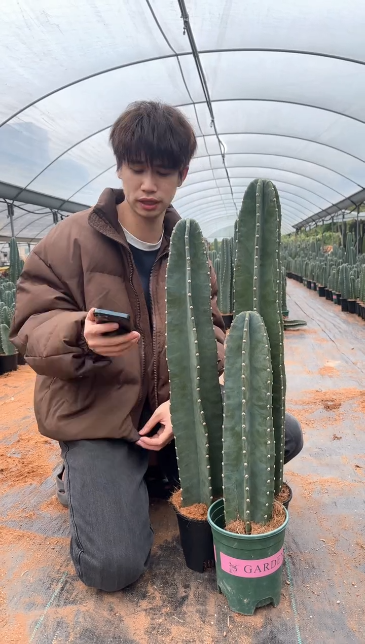 【带盆土】20 30 40cm+量天尺