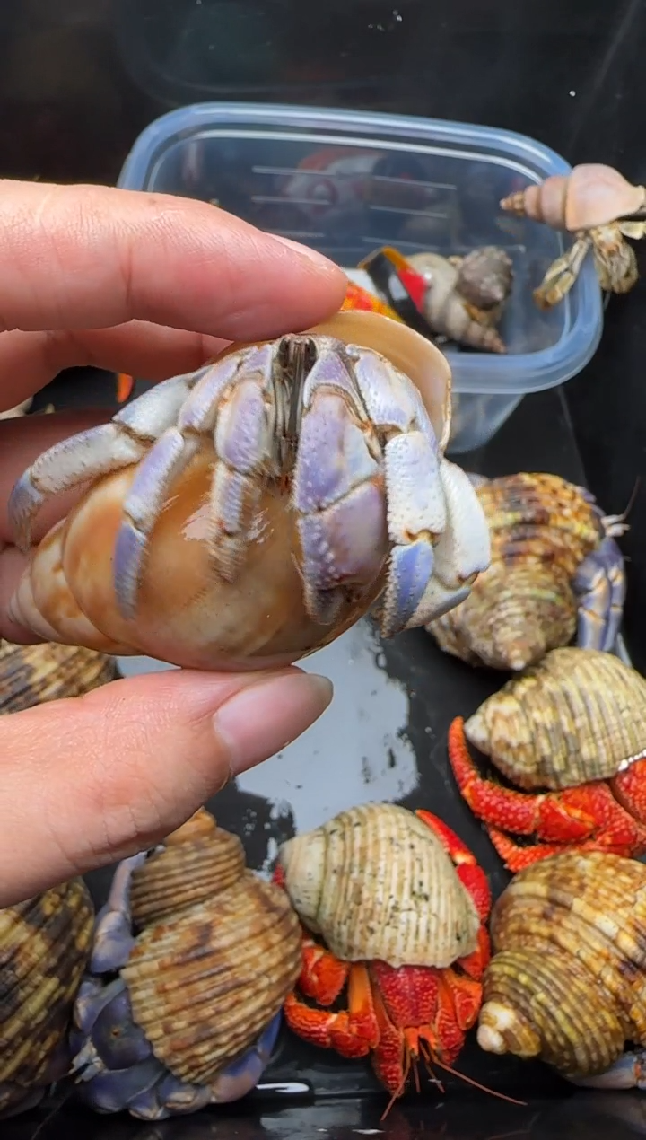 闪2-紫白紫陆2.9口