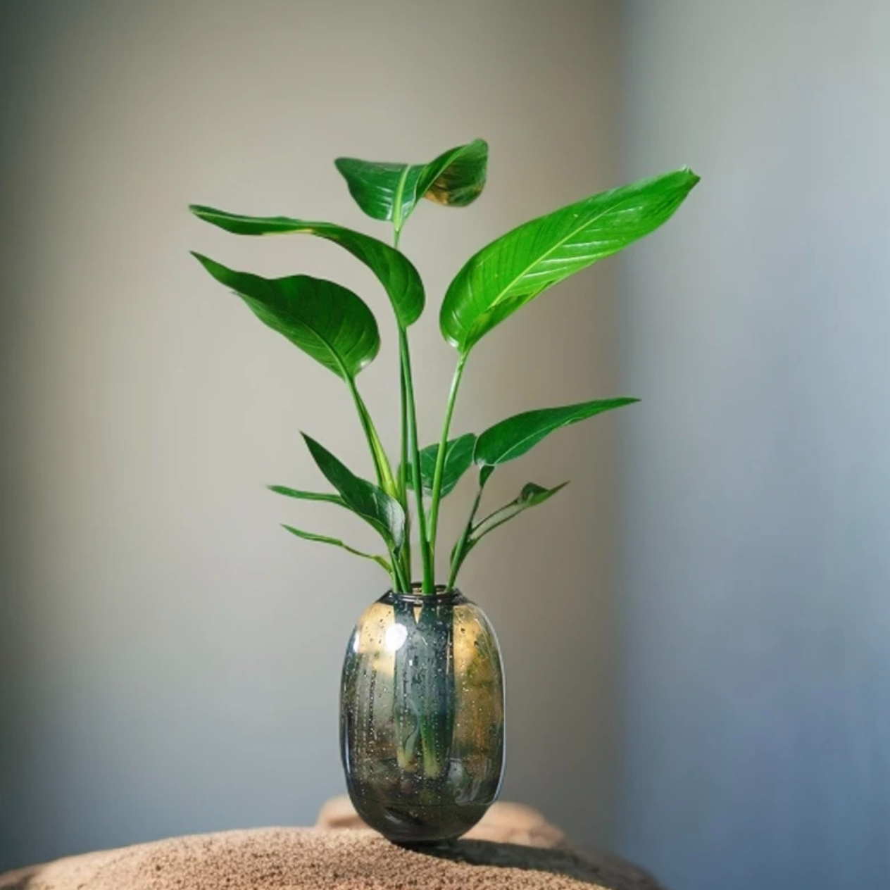水培天堂鸟大叶绿植鹤望兰室内好养桌面盆栽净化空气带花瓶营养液