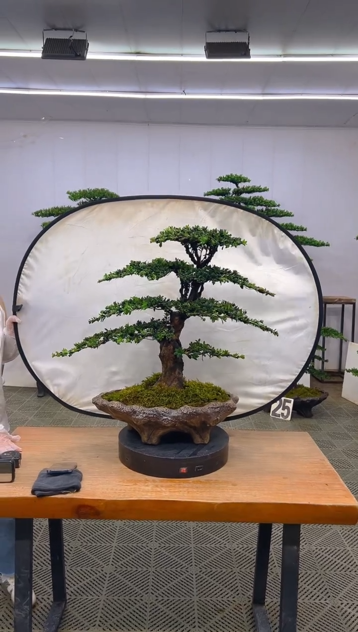 无花朵罗汉松盆景.....