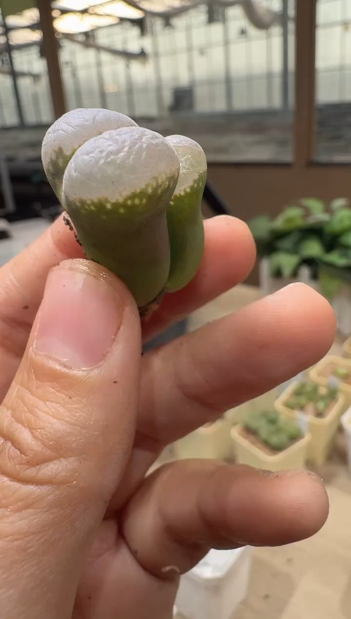 28-252多肉植物肉锥