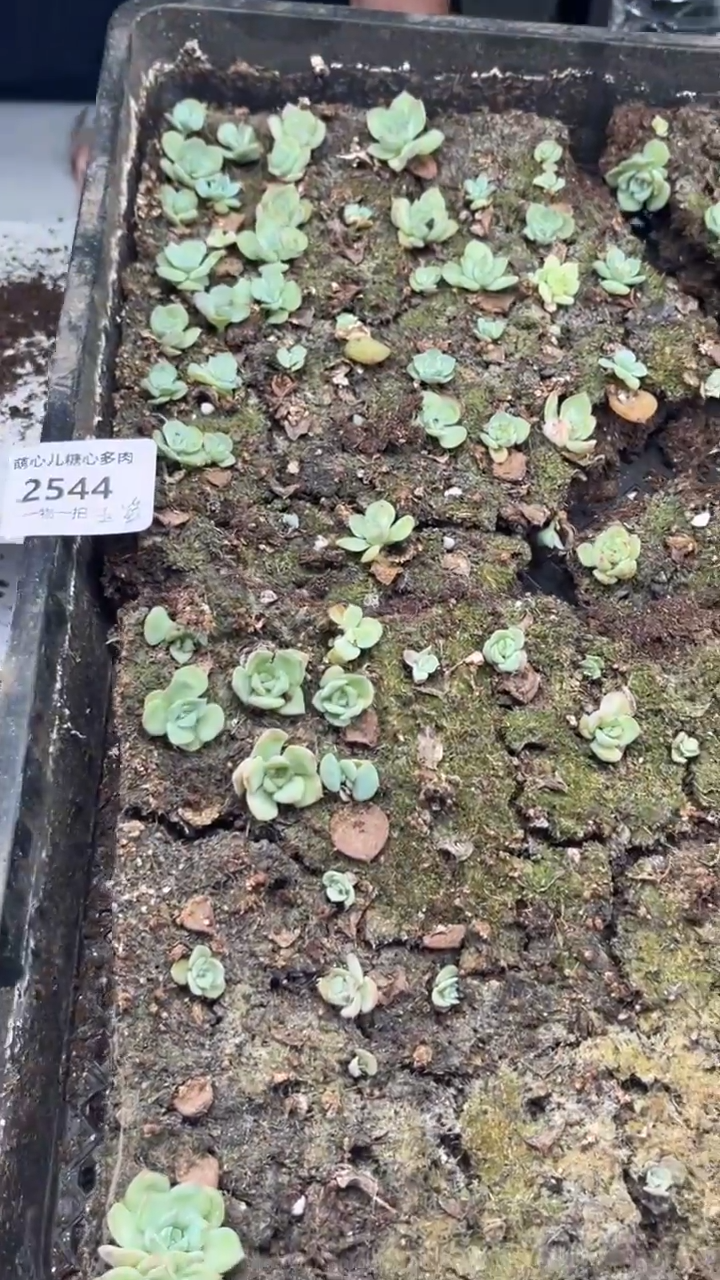 2544 玉笛切糕一筐多肉