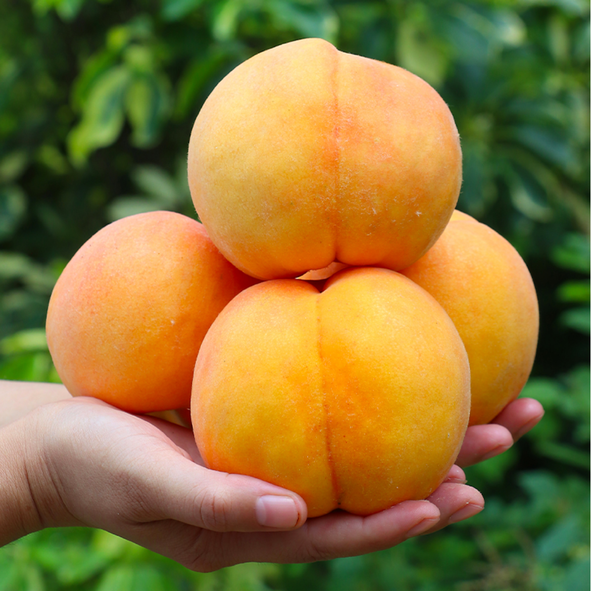 【粉丝专享】新鲜黄金蜜黄桃3/5斤 新鲜水果毛桃当季鲜桃黄金蜜锦香