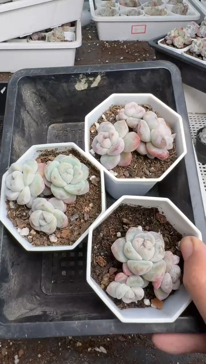 【闪购商品】243号到手1框--江北多肉