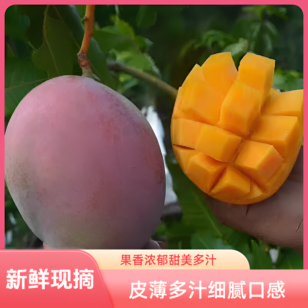 攀枝花凯特芒果当季新鲜现摘红头凯特芒果鲜甜多汁皮薄核小香味浓