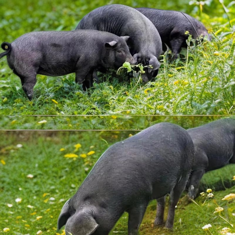 【一物一拍】黑猪黑猪肉生态放养粮食喂养土猪肉京东快递