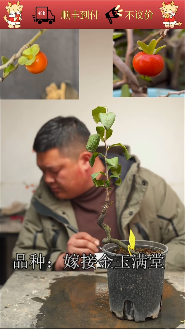 无花朵L****意/100顺丰到付/251128/4/嫁接金玉满堂