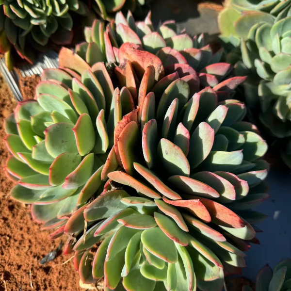 绮罗仙子  好种好养 新手必拍 云南发货精品多肉植物