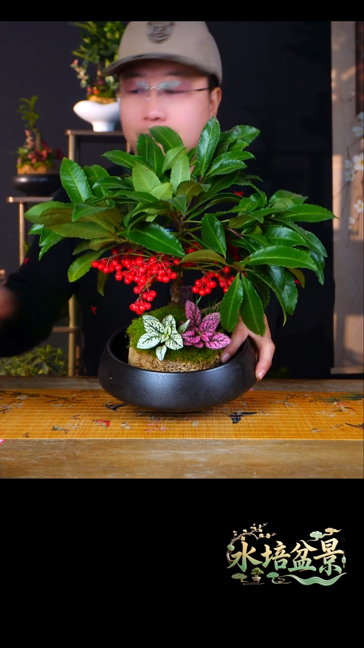 石云社一物一拍组合盆栽5