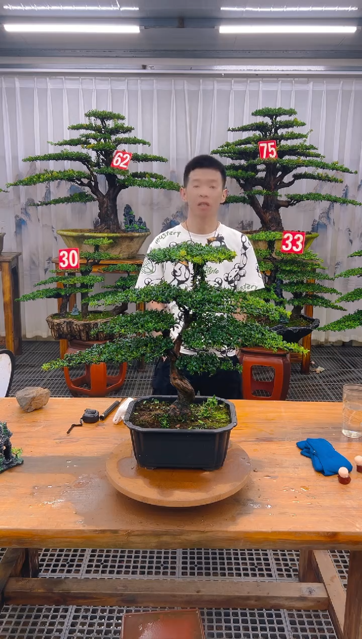 无花朵精品盆景直播间一物一拍