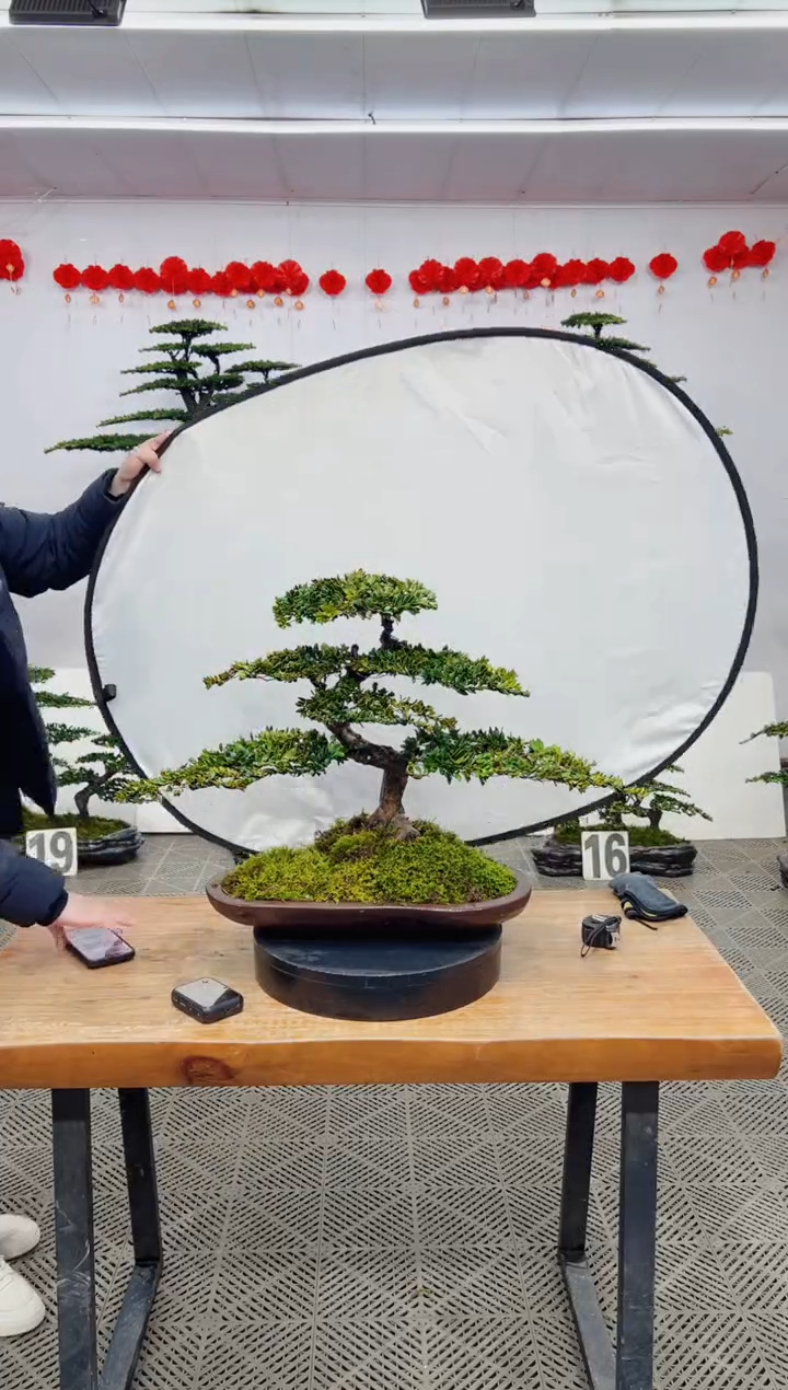 【闪购商品】盆景盆景