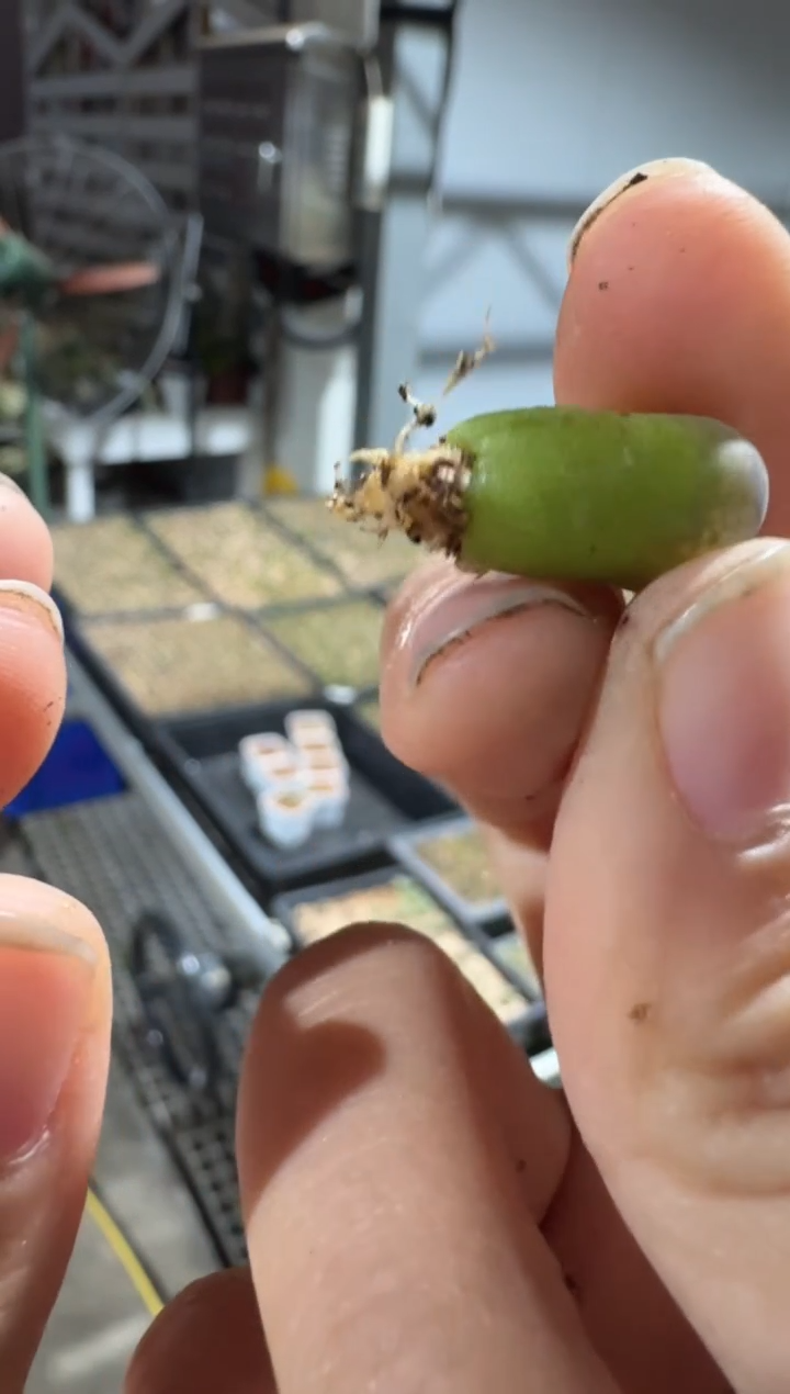 敏*&10-271多肉植物肉锥