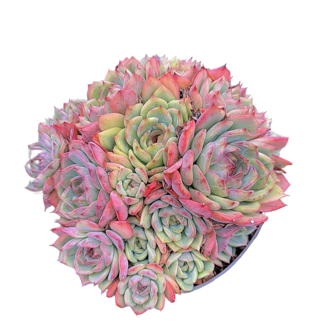 蓝莓 脱土(多肉植物)满19.9包邮 云南基地源头直发新手好养