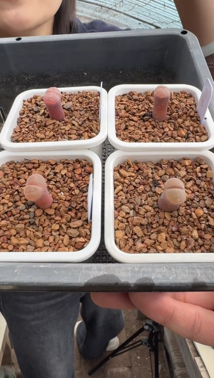 34多肉植物肉锥风铃一颗