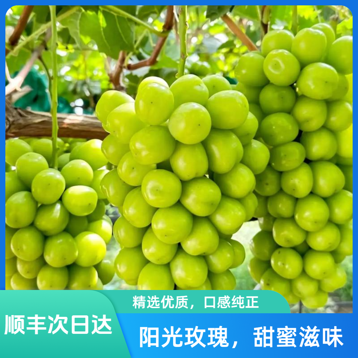 【辽宁卫视推荐】正宗阳光玫瑰 晴王葡萄 甜而不腻 顺丰包邮 四川省