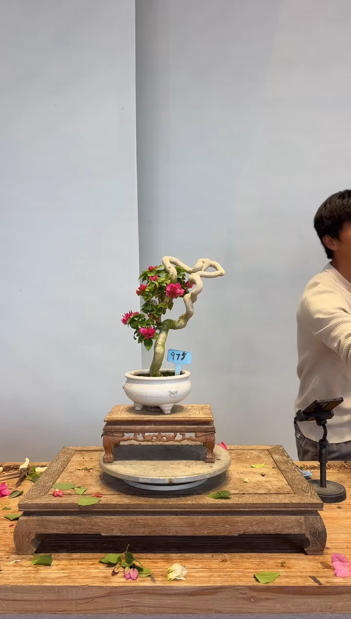 以实际为准向*冲三角梅75