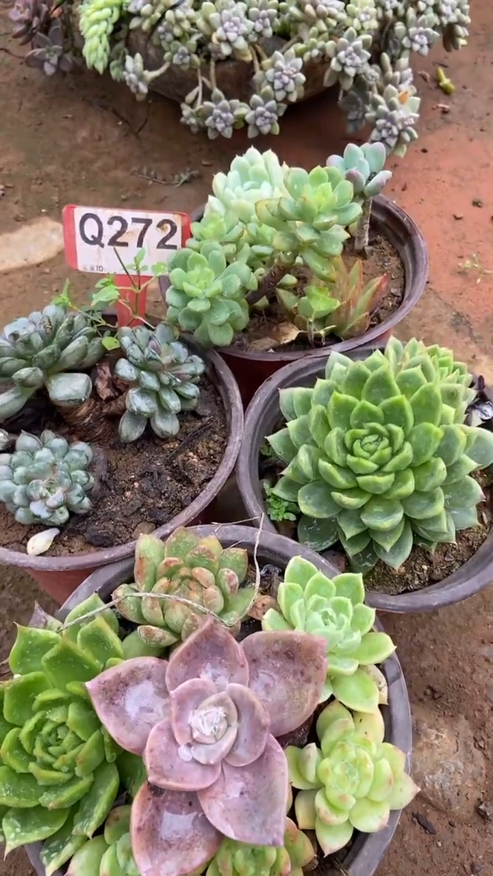 Q272多肉组合默认脱土发货