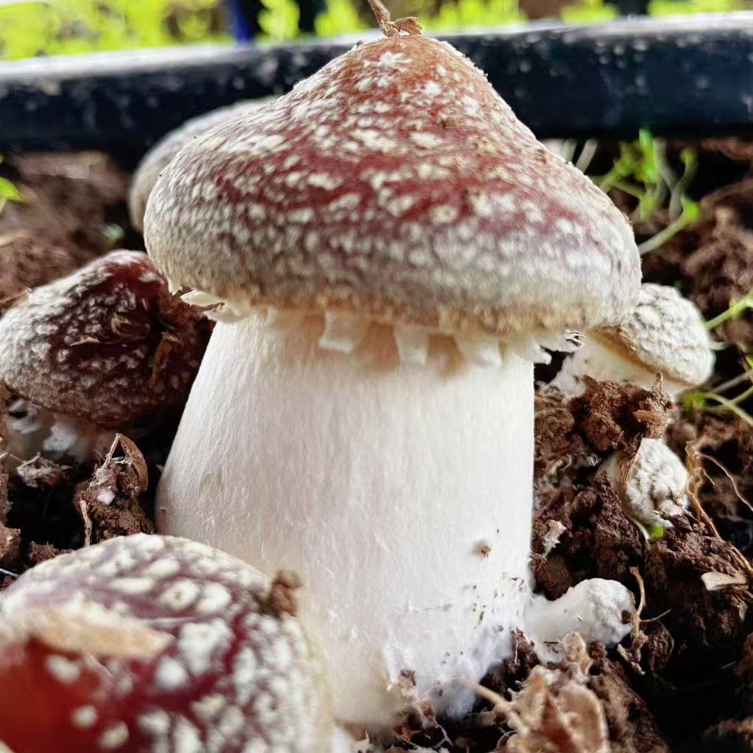 A新鲜赤松茸食用菌菇新鲜现摘特级时令蘑菇包邮