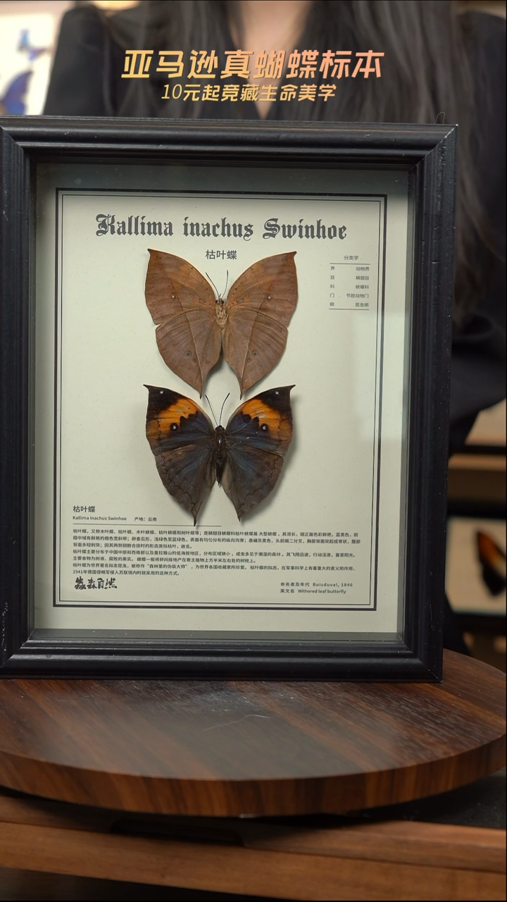 枯叶蝶正反两只中文版10寸欧式框