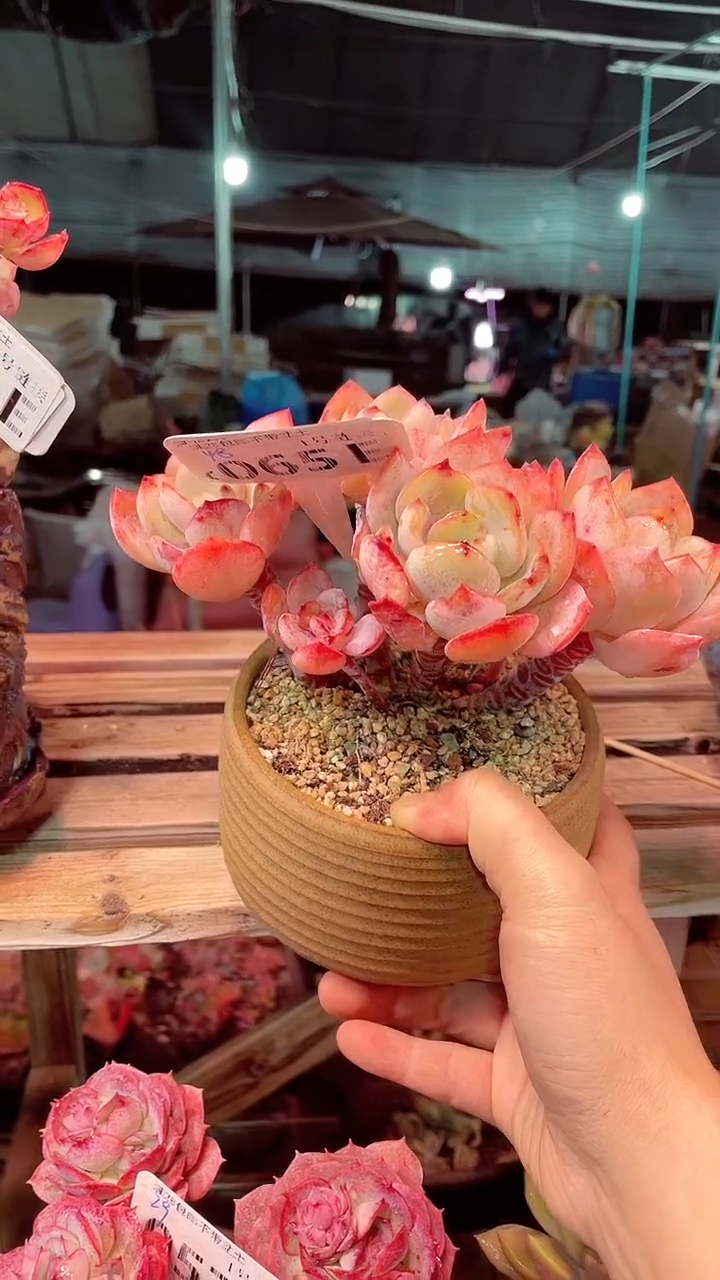 【闪购商品】065EEE