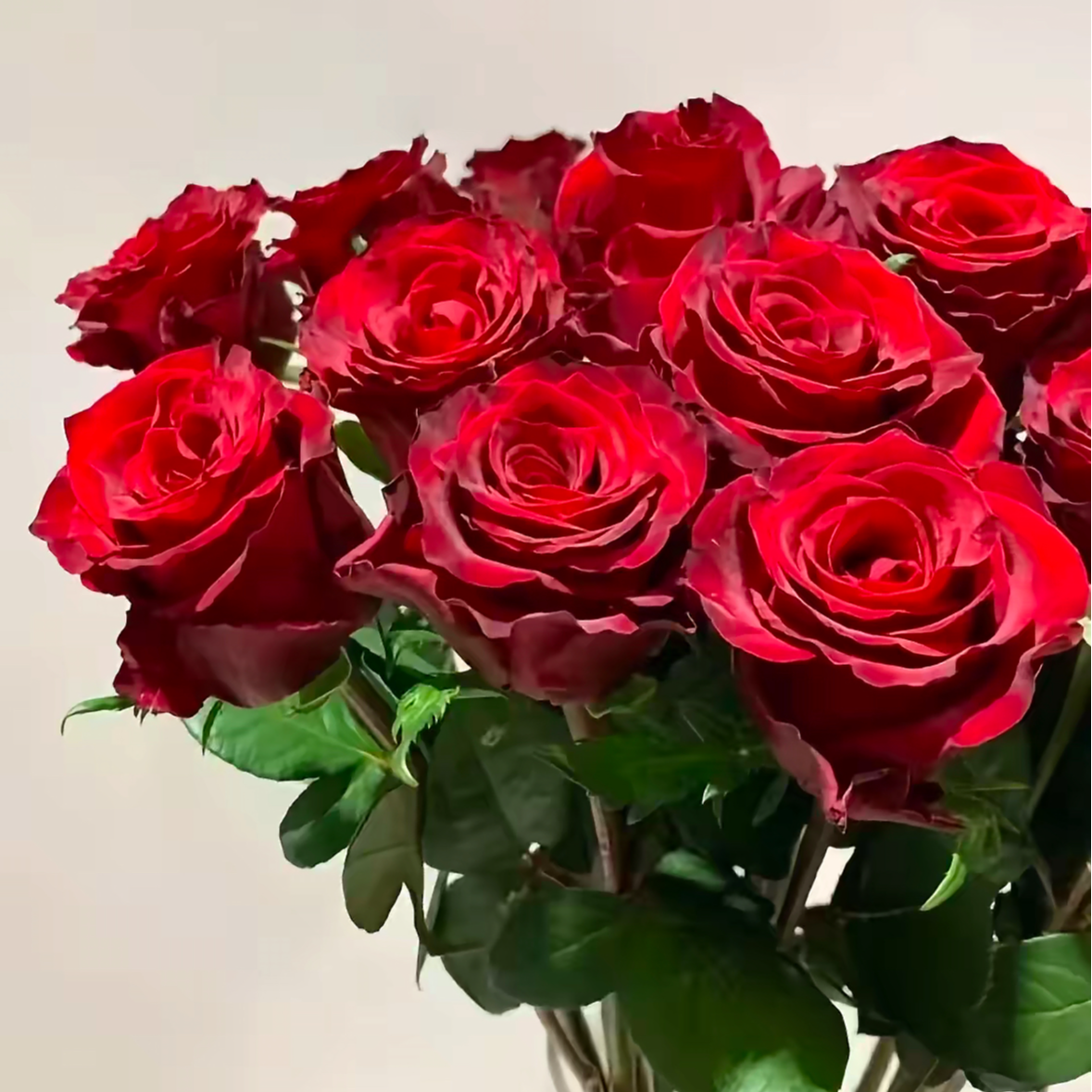 5枝高原红玫瑰/鲜花