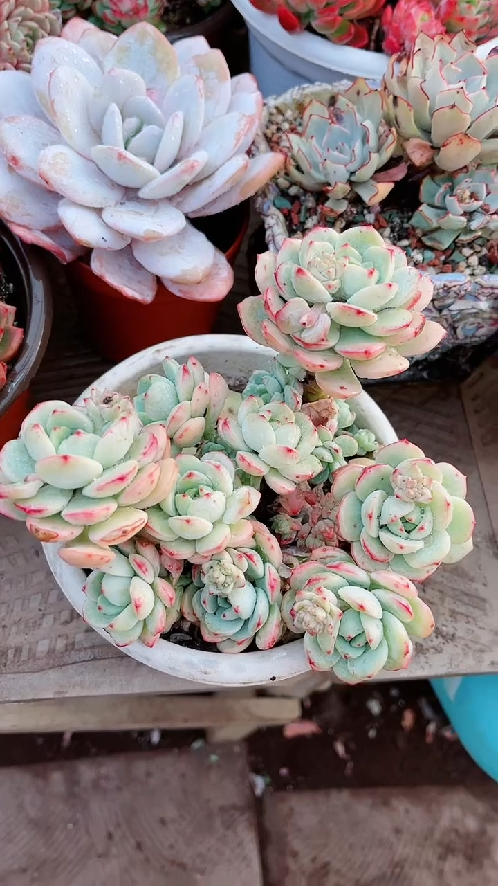 【闪购商品】13106