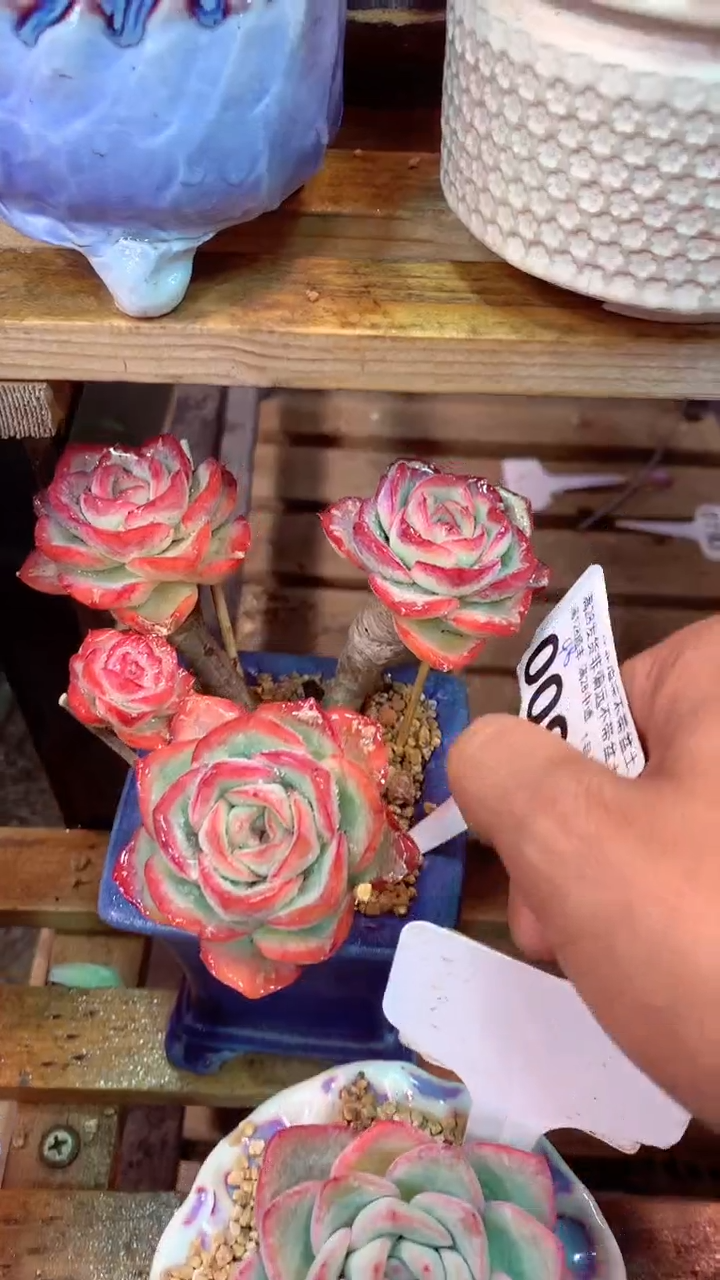 009J 晨露时光（一物一拍，精品多肉，所见即所得 ）