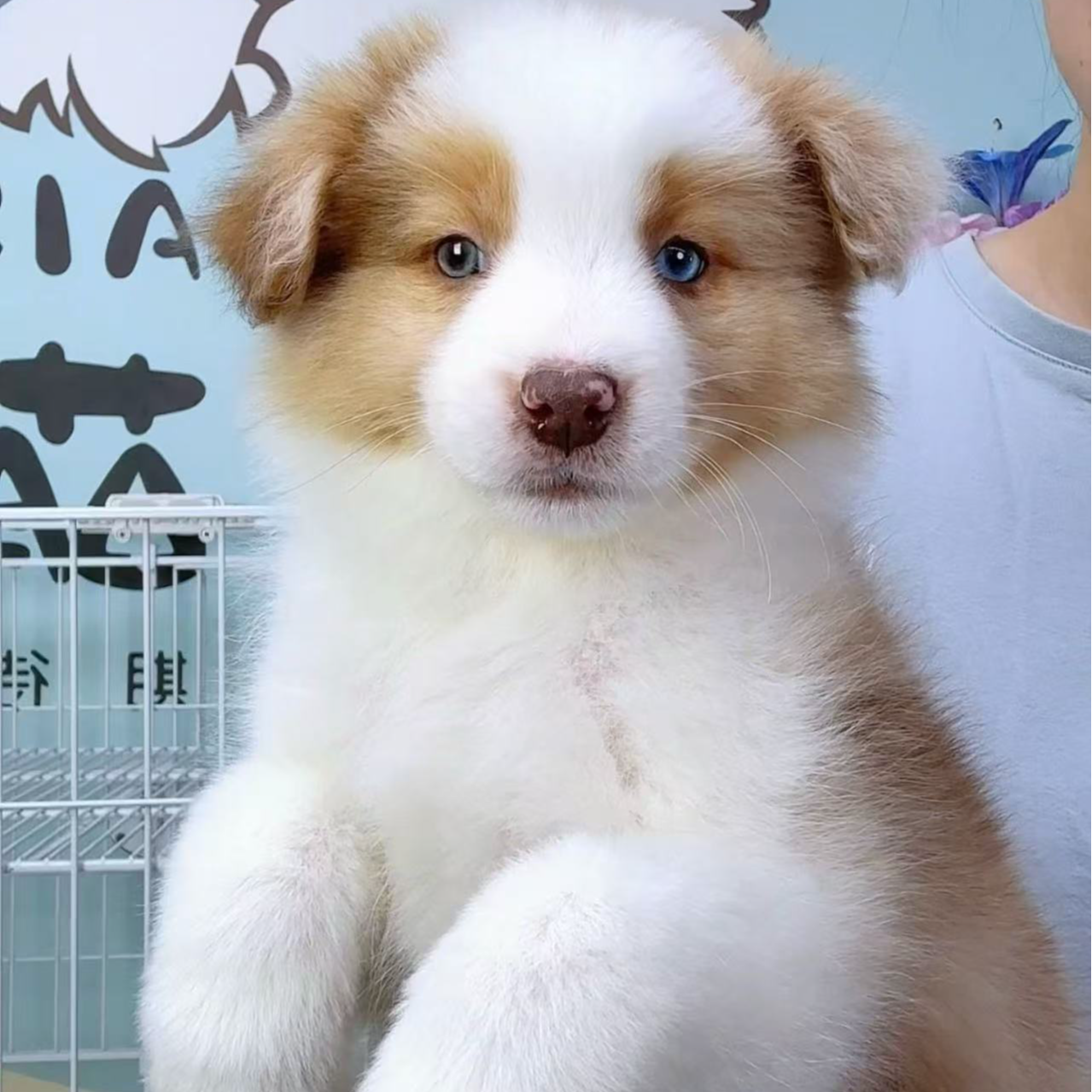 奶思家-陨石边牧公可爱弟弟02071021边境牧羊犬