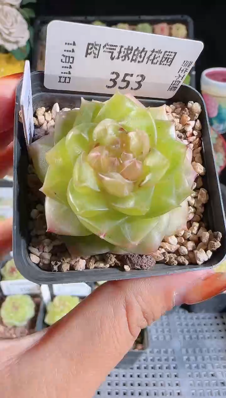 1111-352梦蝶有瑕疵（群生不包整）