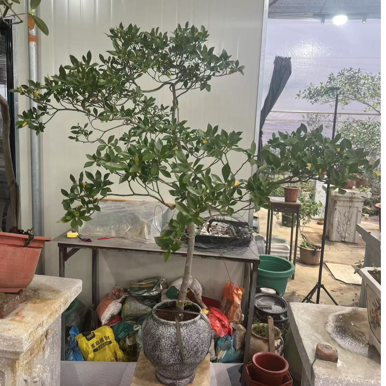 栀子花！客厅！茶桌