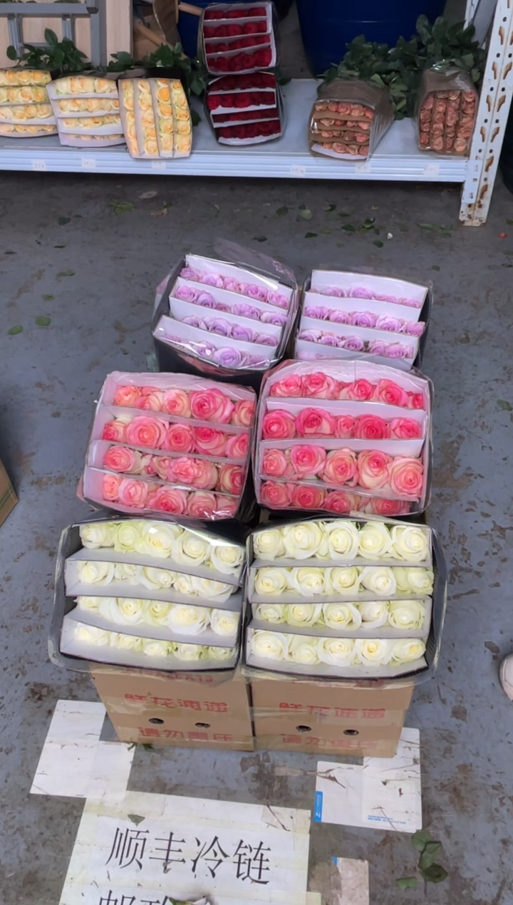 海洋之歌20枝+骄傲20枝+艾沙20枝