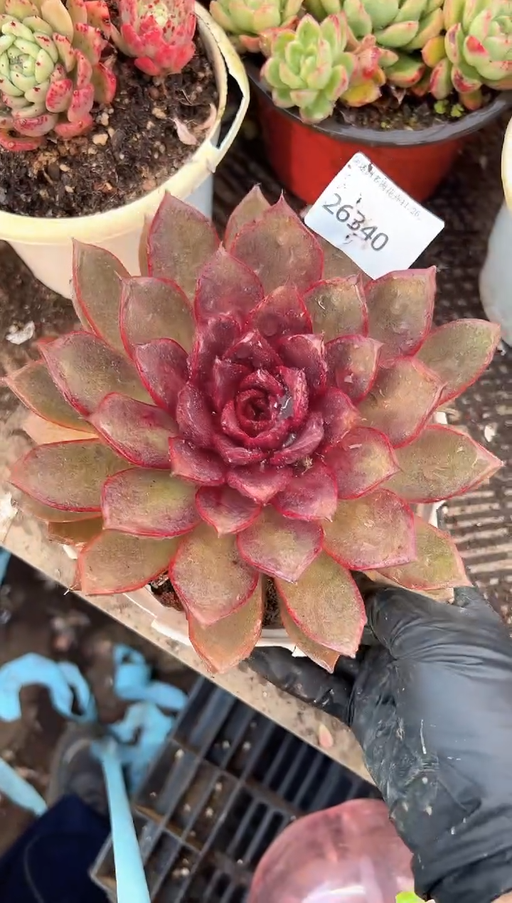 花***宿多肉植物一物一拍26340