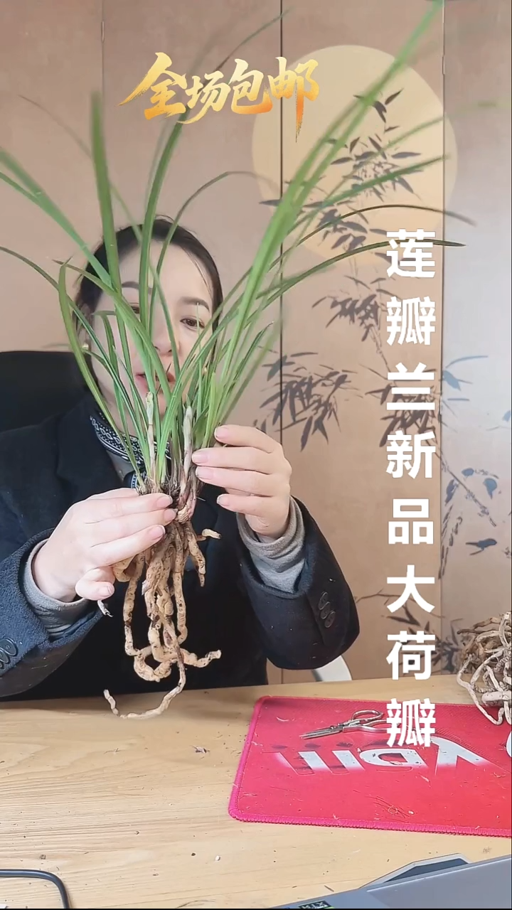 当前无花栽培后可以开花：荷瓣