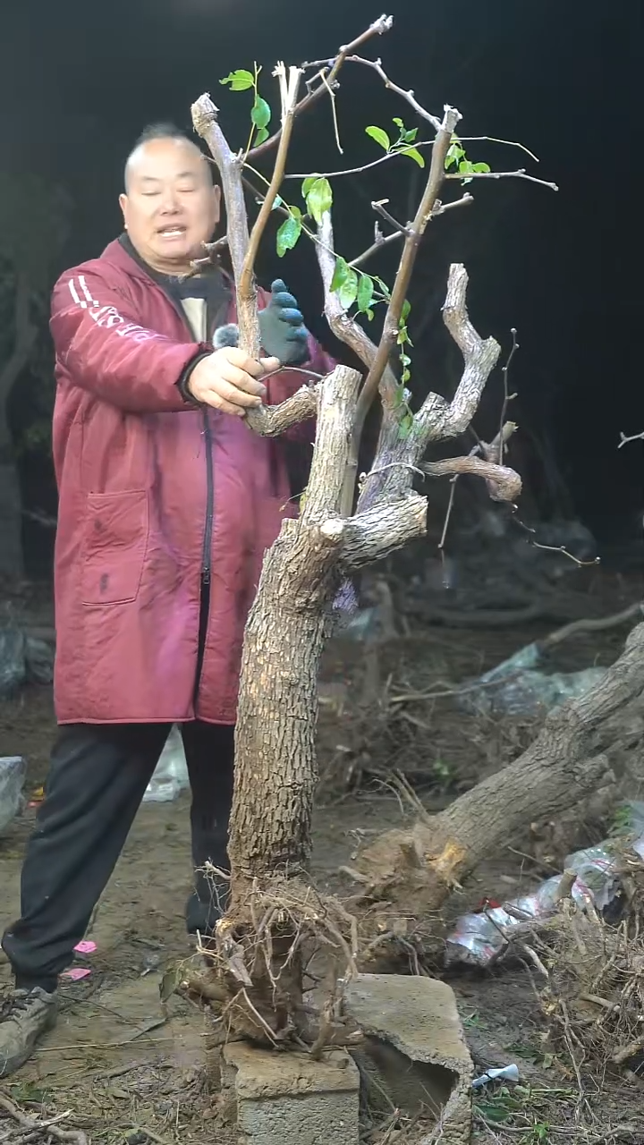 完全开放枣树172