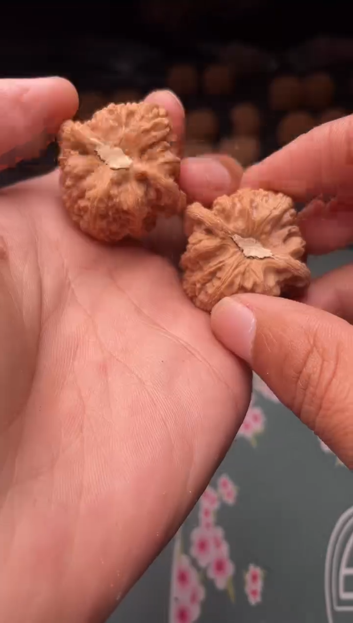 核桃a288  密文  35尺