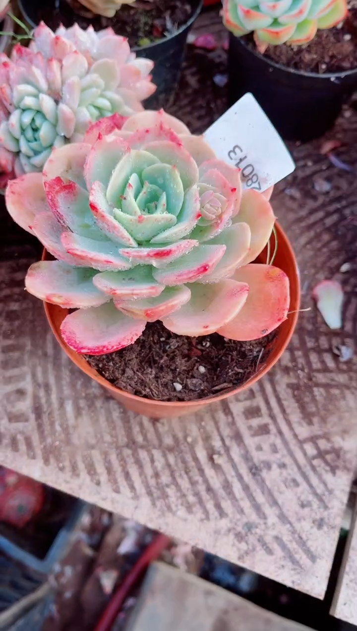 A***?跃跃精品多肉28013