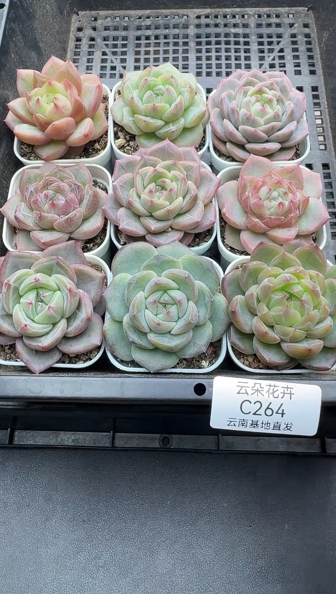 珍妮杂交多肉C264