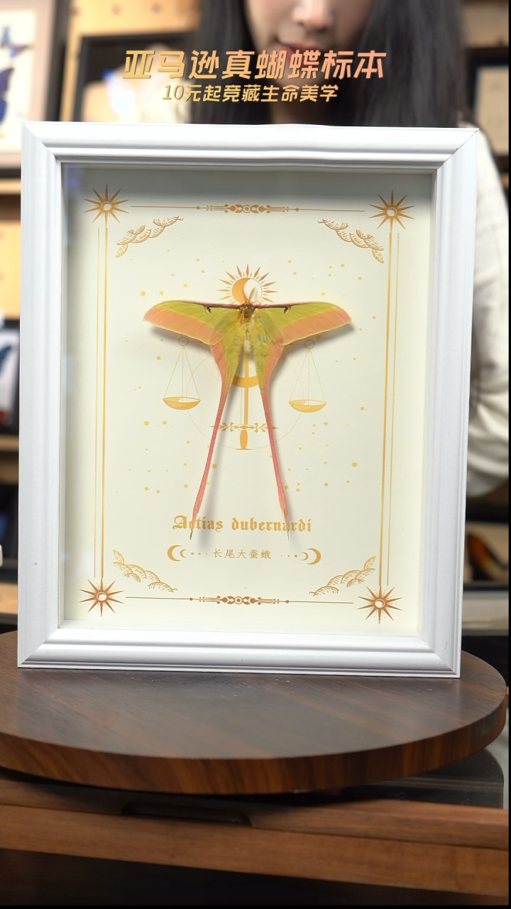 长尾大蚕蛾标本10寸欧式白框