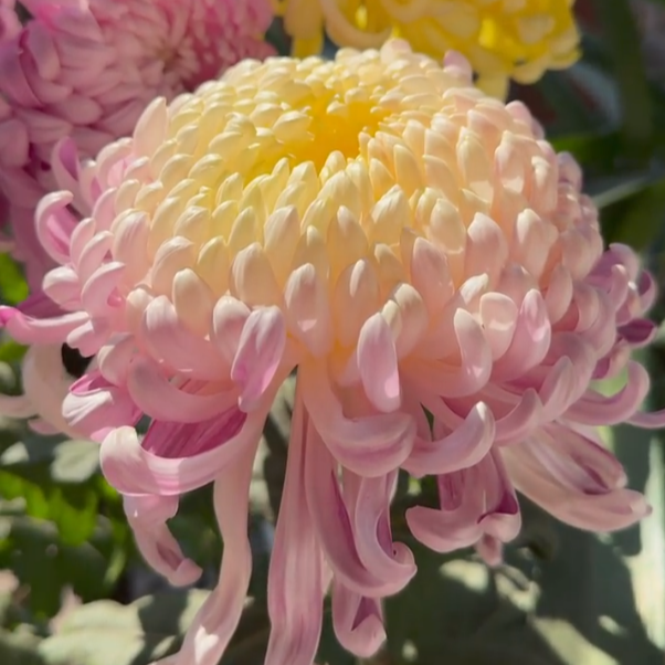 【国华圣者】独头菊大花稀有品菊花盆栽带花苞发货