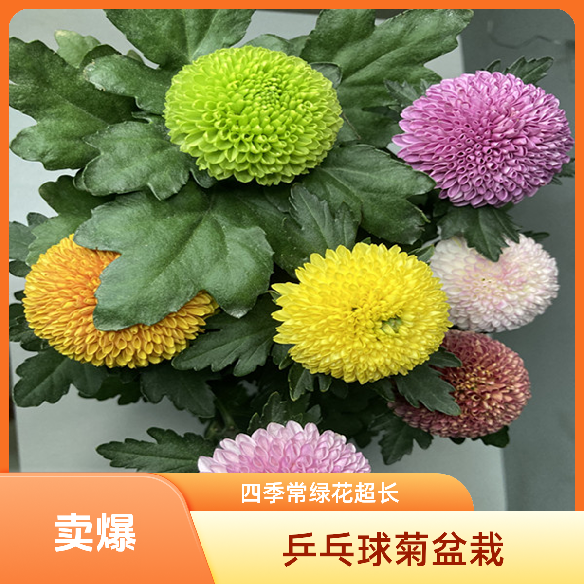 乒乓球形菊盆栽四季常绿花期花卉超长