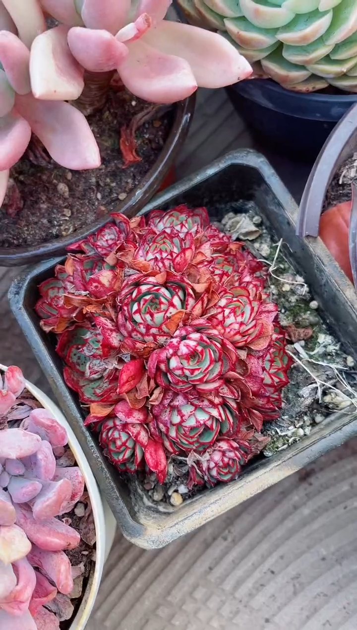 【闪购商品】05187